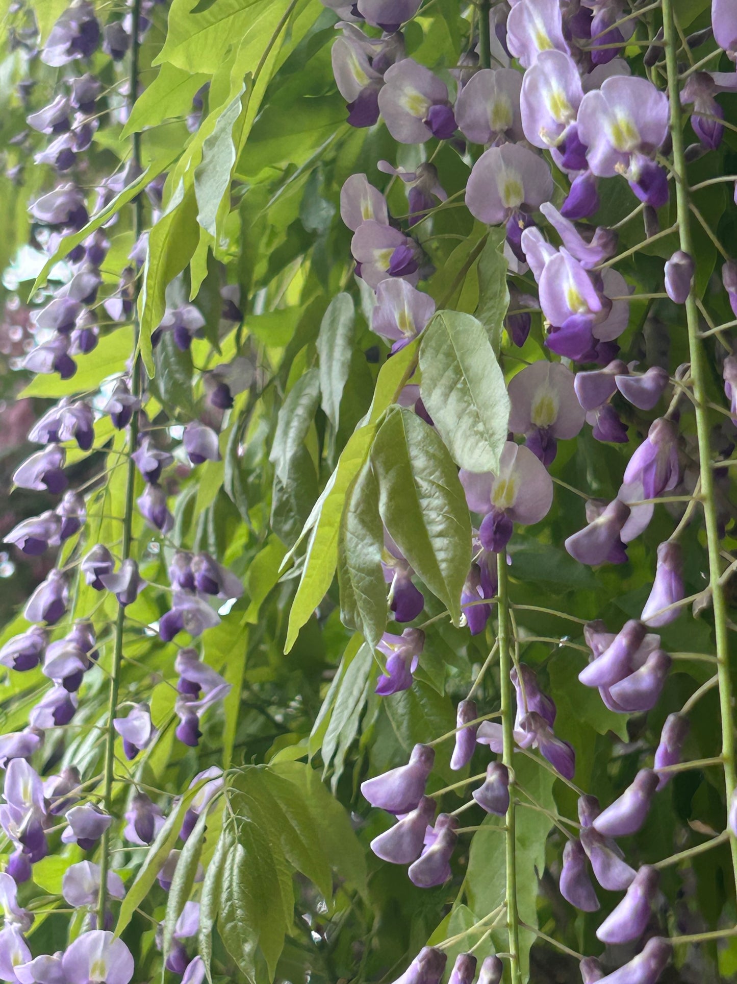 Wisteria and Lilac Perfume